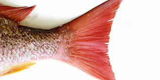health benefits of eating fish